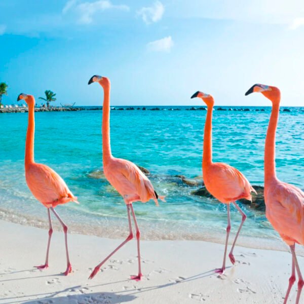 Passeio Praia dos Flamingos